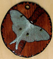 Actias luna-Luna moth